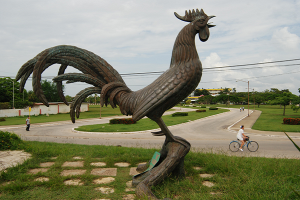 Gallo de Morón, Cuba