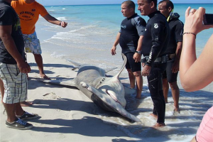 tiburón encontrado en Santa María del Mar_foto La Chiringa de Cuba