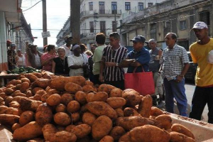 La lucha por conseguir papas en Cuba_AFP