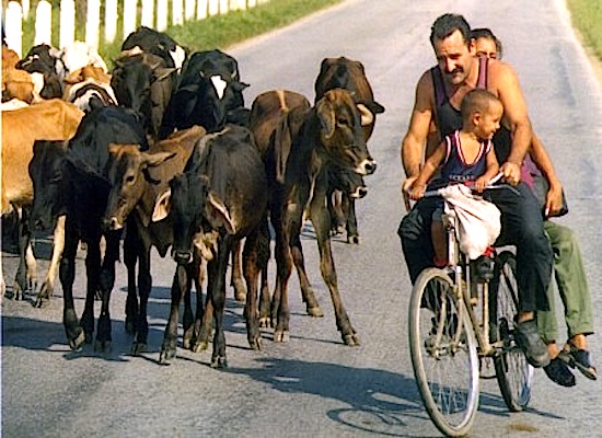 vacas flacas  bicicleta familia