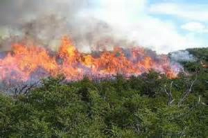 Incendio forestal_foto tomada de internet