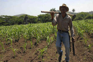 Agricultura, Cuba_foto tomada de internet