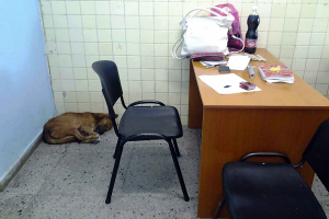 Perro durmiendo en una de las consultas del policlínico_foto cortesía del autor