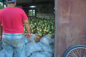 Cosecha de mango esperando ser transportada_foto cortesia de Guillermo del Sol