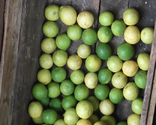 Limones en una tarima particular, en Lawton (foto del autor)