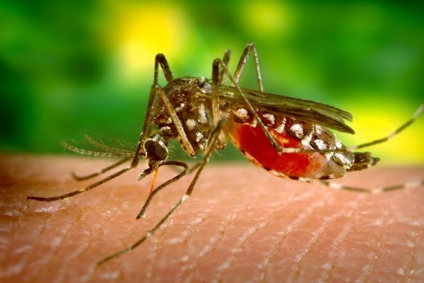 Mosquito Aedes aegypti (foto tomada de internet)