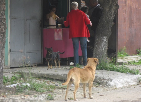 Perros callejeros (foto del autor)