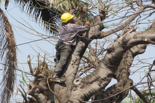 Trabajador de la Empresa Eléctrica poda árbol sin cinturón de seguridad (foto del autor)