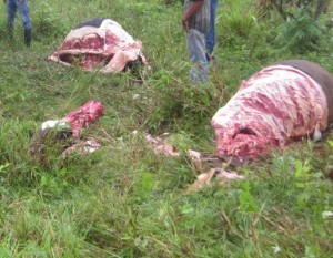Restos de una vaca recién sacrificada (foto tomada de caracoldeagua-arnoldo.blogspot.com) 