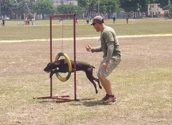 Uno de los perros en plena prueba (foto del autor)