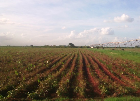 Plantación de malanga que no desarrolló en la UBPC 13 de Marzo (foto del autor)