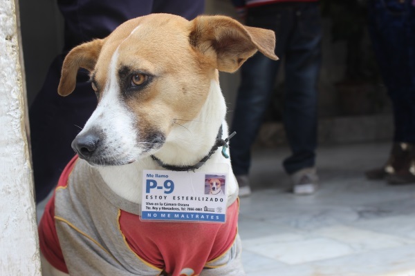 P-9 es uno de los perros bajo el cuidado de la Oficina del Historiador (foto del autor)