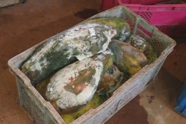 Fruta bombas cubiertas de moho (foto: Alejandro Hernández)