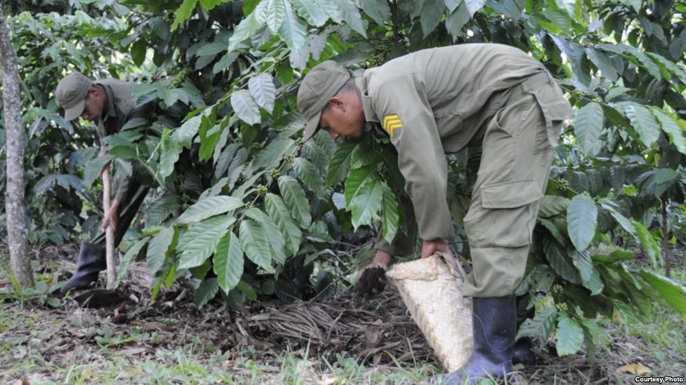 Soldado del EJT recogiendo café (foto tomada de Martí Noticias)
