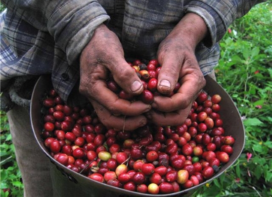Granos de café maduros, ya cosechados (emaze.com)
