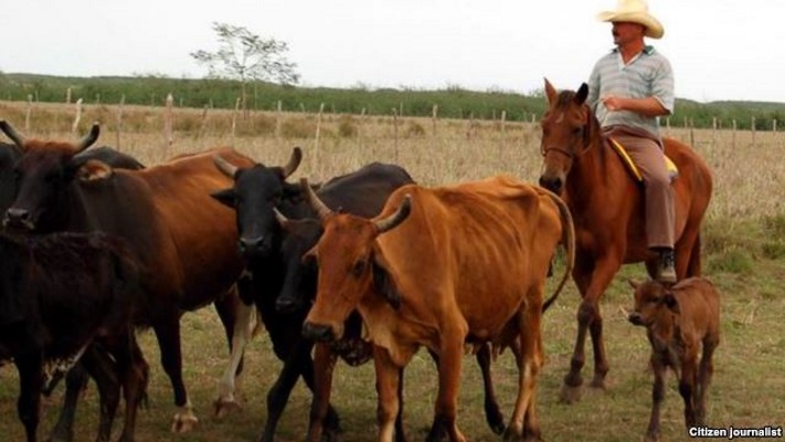 Vacche ..magre (la situacion dell'allevamento en kuba/nuovi aiuti da Onu e Francia) Ganaderia_vacas