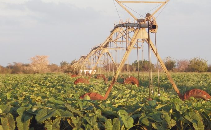 Cuba sector agrario