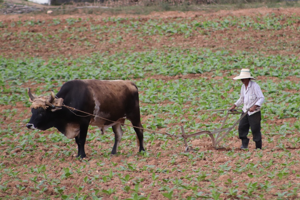 agricultura Cuba medidas