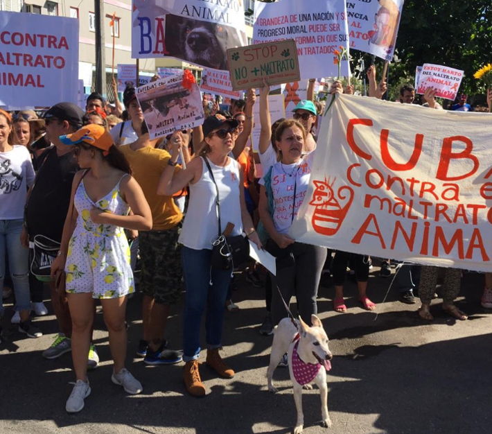 Celebran en La Habana marcha contra maltrato animal