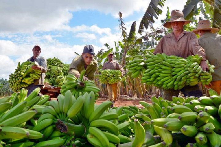 Campesinos avileños en la cosecha de plátano de 2016