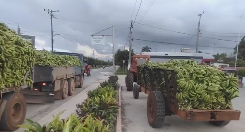 policía Cuba plátanos
