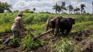 cooperativas, agricultura, Cuba