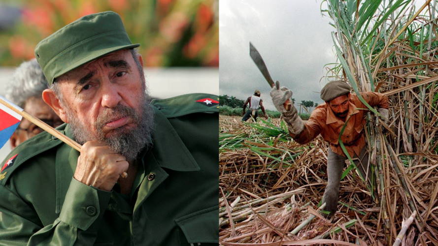 Fidel Castro, Zafra, Azucar