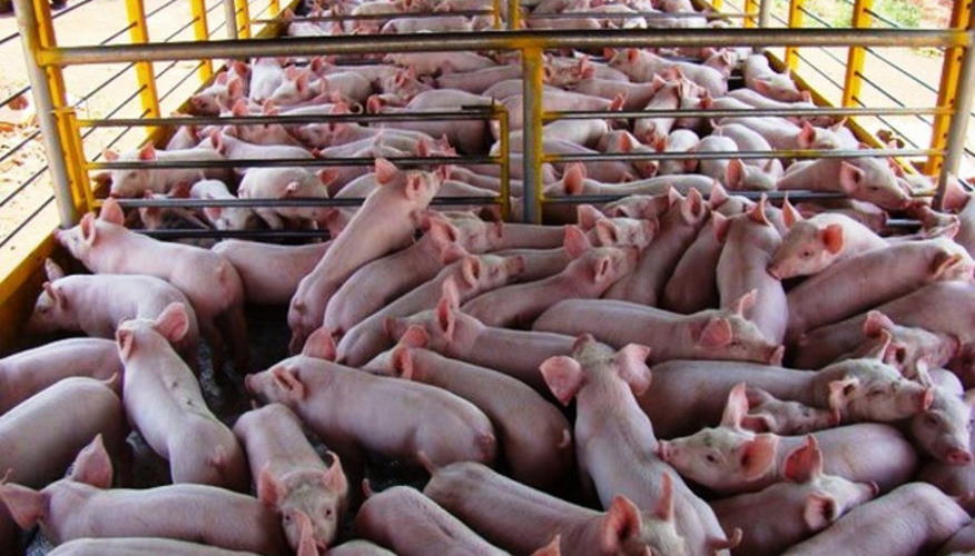 Granja porcina en Cuba, Peste porcina africana