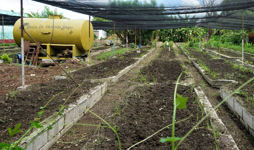 Agricultura urbana, Villa Clara,