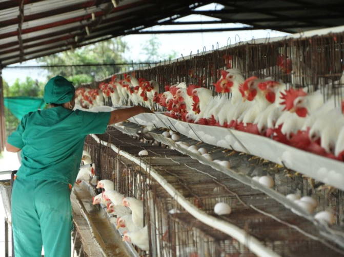 Cuba, Empresa Avícola, Guantánamo, Yanet Denuncia