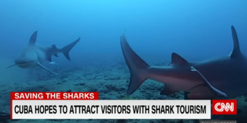 Nadar con tiburones en Cuba