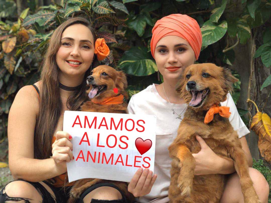 protectoras, animales, Cuba