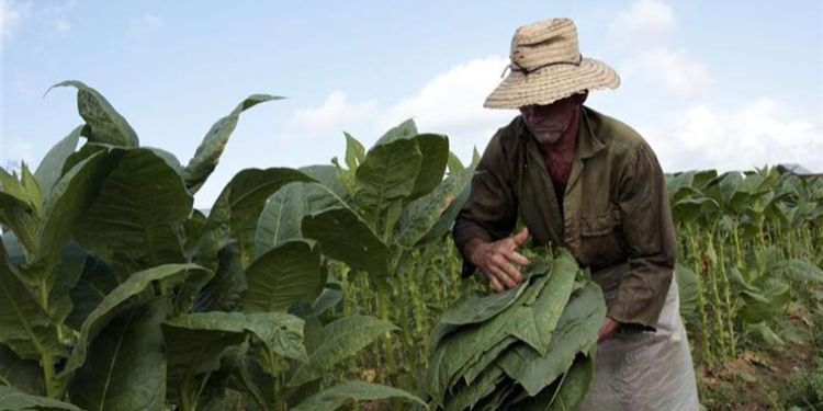 El aparecido del huracán Ian continúa acechando la producción tabacalera en Cuba