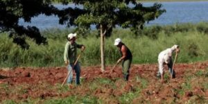 Agricultura, Cuba