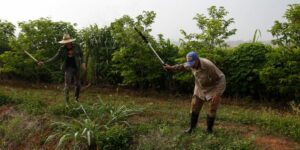 Dos campesinos cubanos, Agricultura