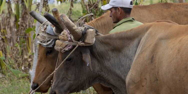 Hurto y sacrificio de ganado mayor, Villa Clara, Ganadería