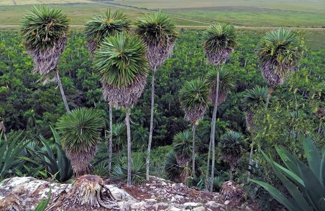 The level of endemism of the Palmita de Jumagua is so high that the plant only lives in several of the eight mogotes
