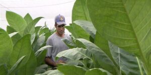 Un campesino cubano revisa una siembra de tabaco