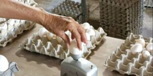 Huevos en una granja avícola en Cuba