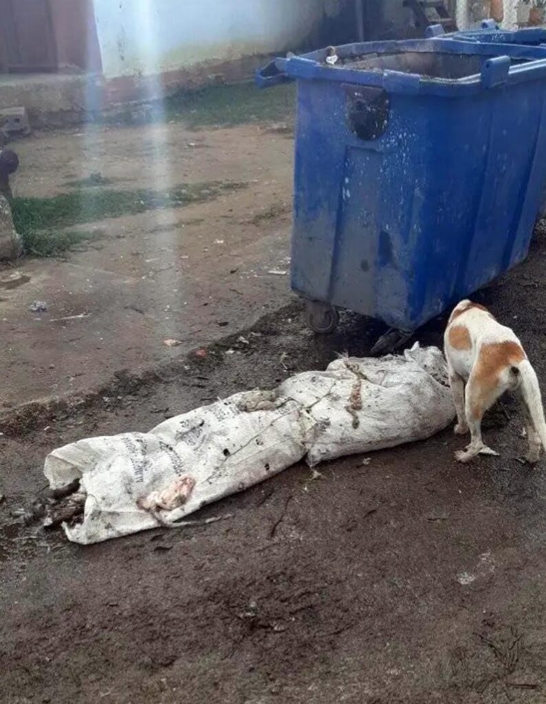 Perro comiendo los cadáveres de perros y gatos echados a la basura en La Güinera 