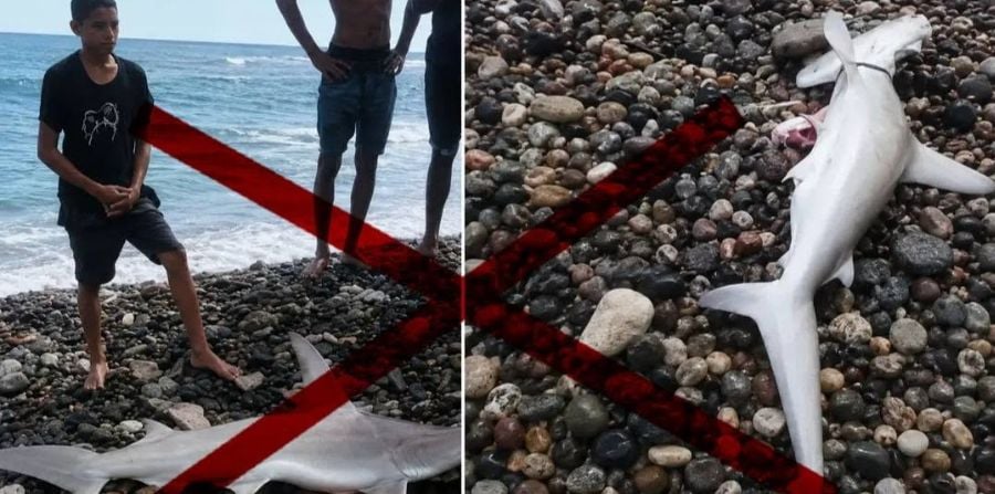 Una de las imágenes divulgadas por la Asociación de Buzos de Santiago de Cuba este lunes
