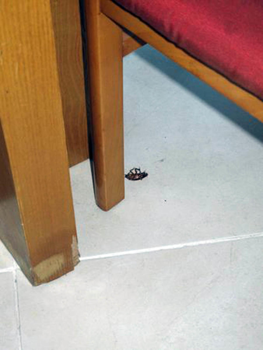 Roach infestation in the hotel rooms (Credit: CubaNet)