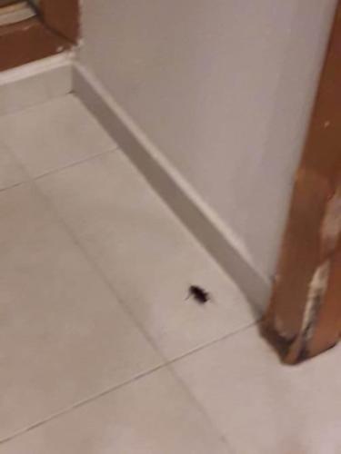 Roach infestation in the guest rooms (Credit: CubaNet)